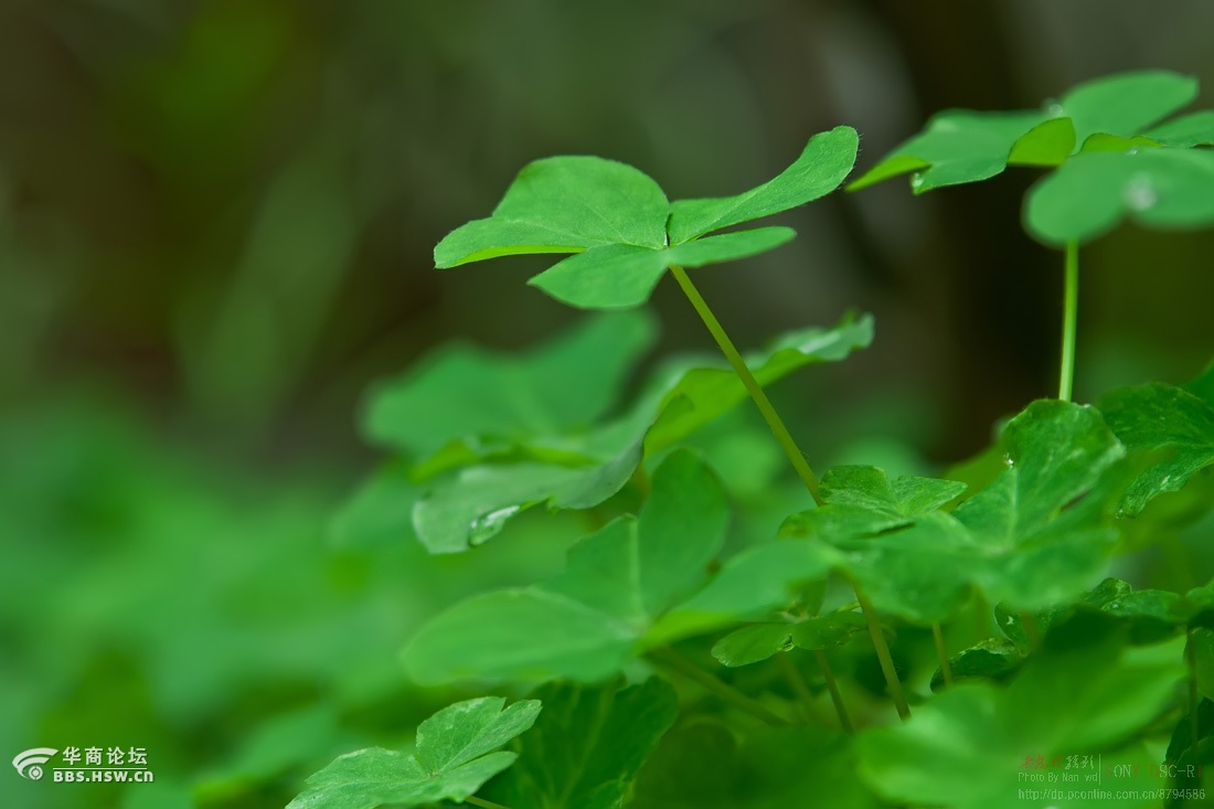 小草客户端论坛小草客户端小草app-第2张图片-太平洋在线下载